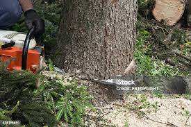 Best Tree Cabling and Bracing  in Osburn, ID