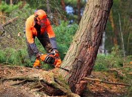 Lawn Watering Services in Osburn, ID