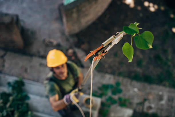 Best Tree Removal  in Osburn, ID