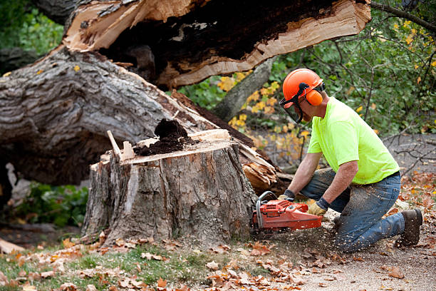 Best Tree Preservation Services  in Osburn, ID