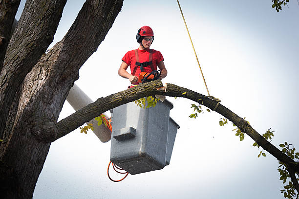 Best Fruit Tree Pruning  in Osburn, ID